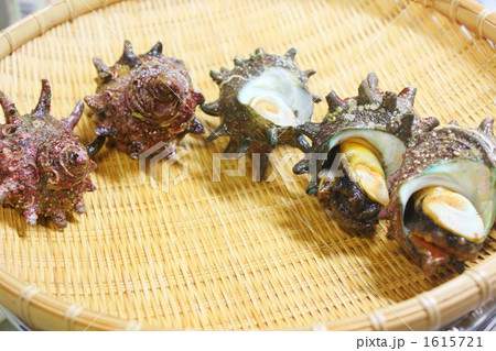 活さざえ 1615721