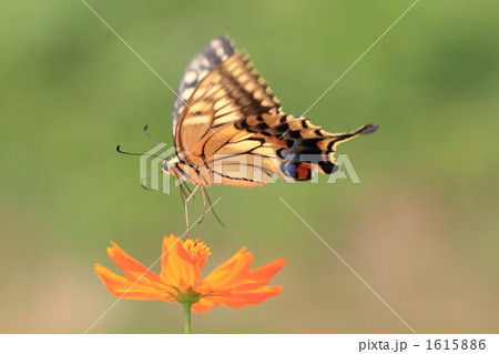 花から美しい姿で飛び立つアゲハ蝶の写真素材