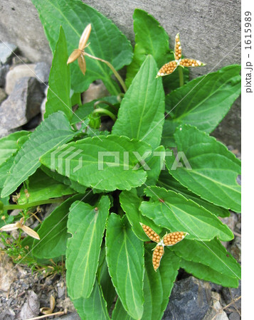 スミレの種 スミレの種 1615989