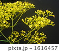 1616457