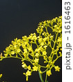 1616463