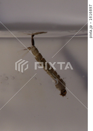 ボウフラ 1616897