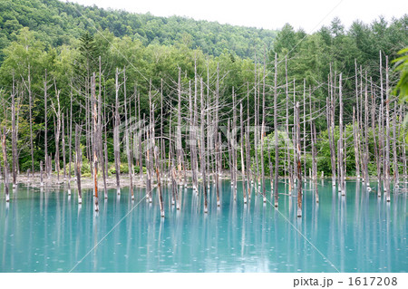 北海道美瑛の青い池 1617208