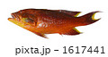 ハタ 1617441