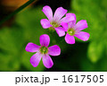 カタバミ 1617505