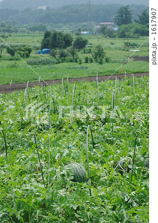 西瓜畑 1617907