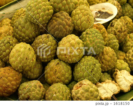 森のアイスクリーム 森のアイスクリーム 1618150