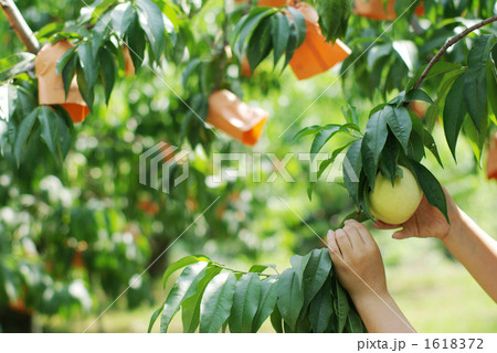 桃の収穫／よこ１ 1618372