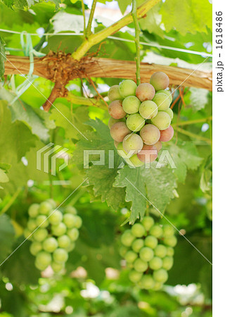 色づきを待つ巨峰／たて 1618486