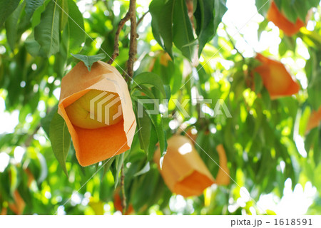 袋掛けされた 清水白桃１／よこ 1618591