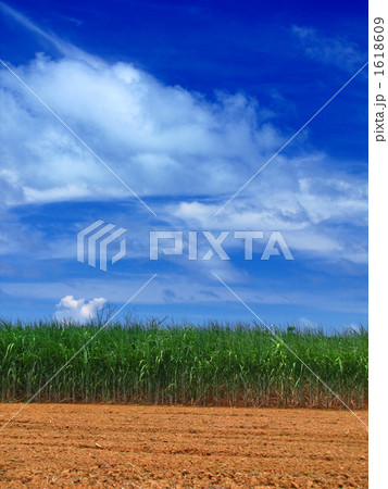 サトウキビ畑 サトウキビ畑 1618609