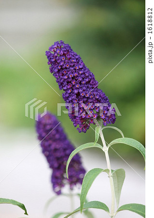 ブッドレア（紫） 1618812