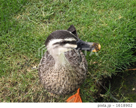 かもの散歩 1618902