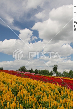 ケイトウの花畑 1619512