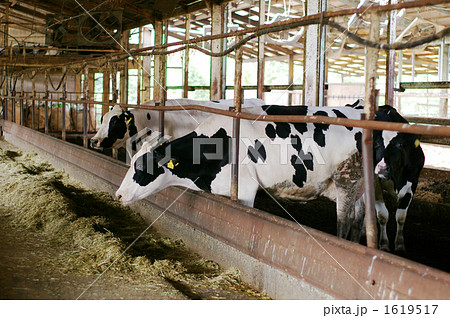 Cattle Hut 2 Stock Photo