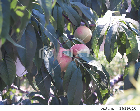 まもなく収穫の桃 1619610