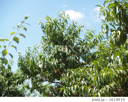 桃畑と青空 1619619