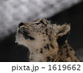 ユキヒョウ 1619662