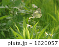 逆光のモンシロチョウ 1620057