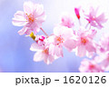 桜 1620126