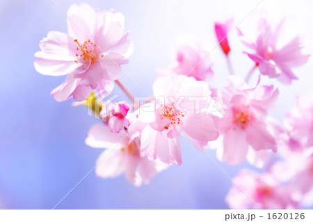 桜 1620126