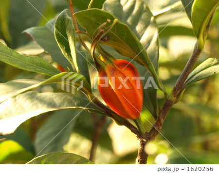 クチナシの実 クチナシの実 1620256