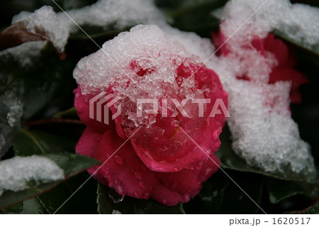 雪解け椿 1620517