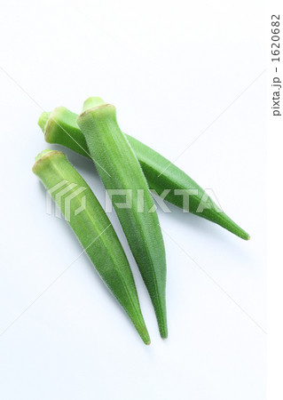 オクラ縦01 オクラ縦01 1620682