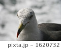 向き合うカモメ 1620732