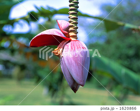 バナナの花 バナナの花 1620866