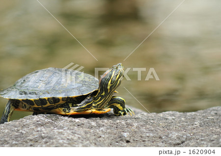 考えるカメ 考えるカメ 1620904