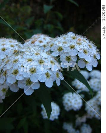 こでまり 1620993