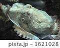 蛸 1621028