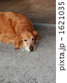 お昼寝犬 1621035