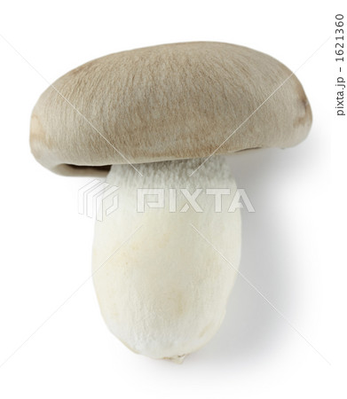 ホンシメジ、ダイコクシメジ ホンシメジ、ダイコクシメジ 1621360