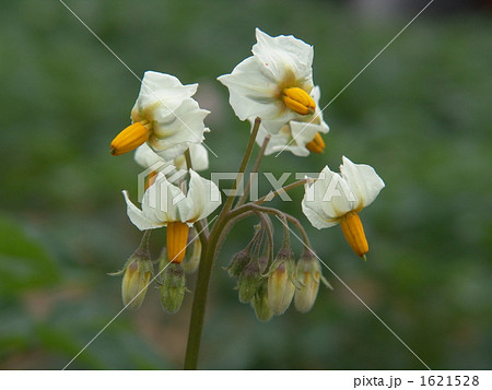 ジャガイモの花(シャドークイーン) 1621528