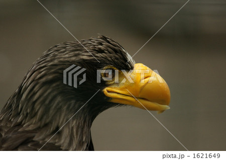 流氷上で一休みのオオワシ 1621649