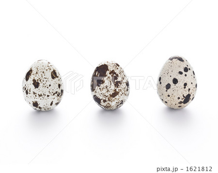 ウズラの卵 1621812