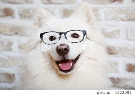 可愛らしい子犬 1622095