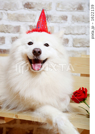 可愛らしい子犬_2 1622139