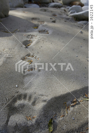 クマの足跡 1622145