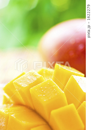 食べごろのマンゴー 1622279