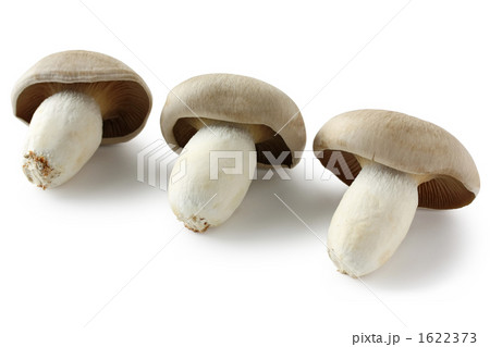 3本のダイコクシメジ 3本のダイコクシメジ 1622373