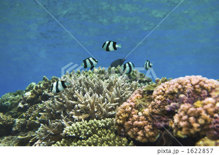 沖縄・宮古島の珊瑚礁と熱帯魚 沖縄・宮古島の珊瑚礁と熱帯魚 1622857