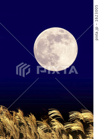 月とススキ 月とススキ 1623005