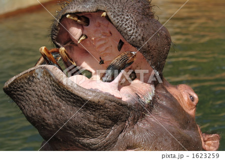 カバ牙 カバ大牙 - Image PIXTA CAN カバ｜いきもの図鑑｜ZOO スタッフBLOG