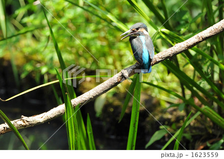 かわせみの雛 1623559