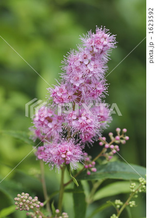 ホザキシモツケ 1623592