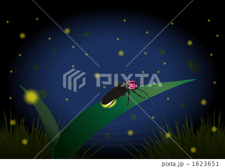 ホタル2 ホタル2 1623651