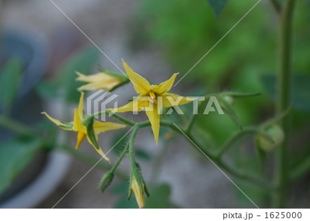 トマトの花 1625000